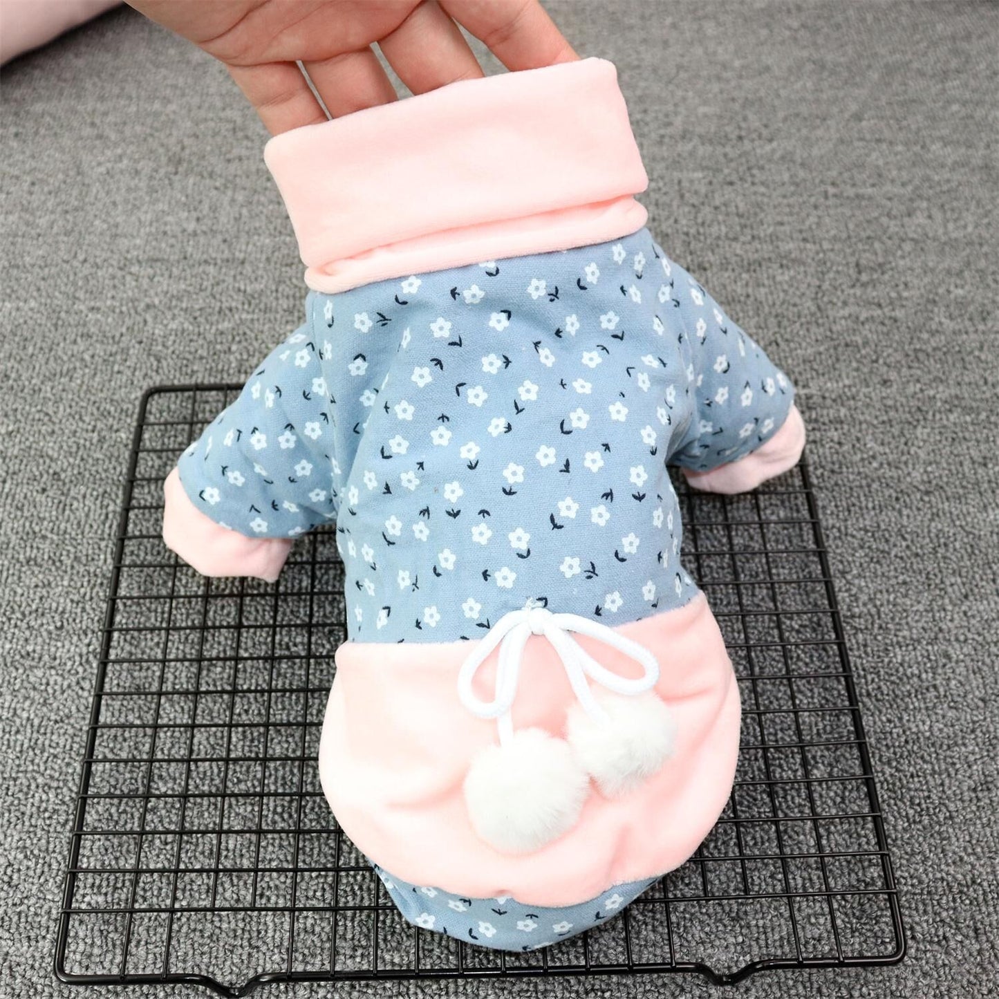 Teddy Pomeranian Schnauzer