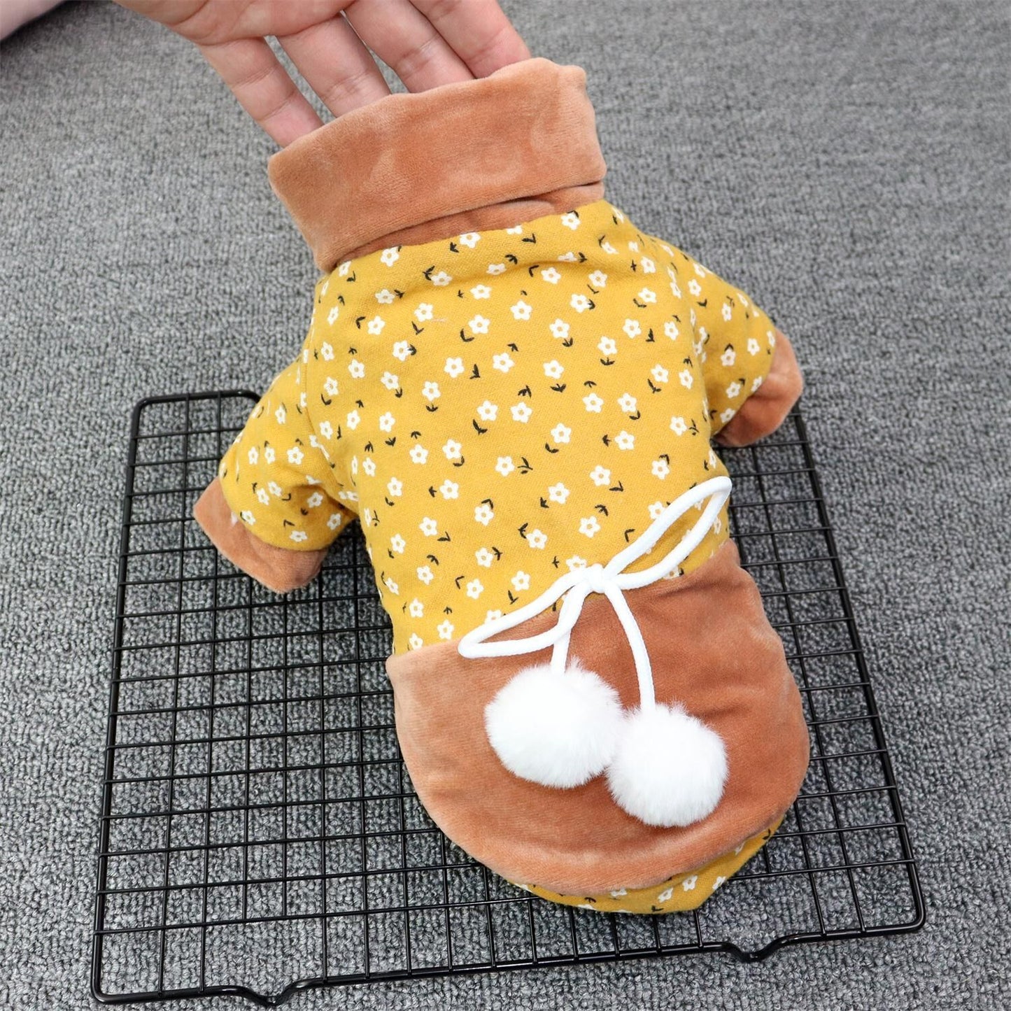 Teddy Pomeranian Schnauzer